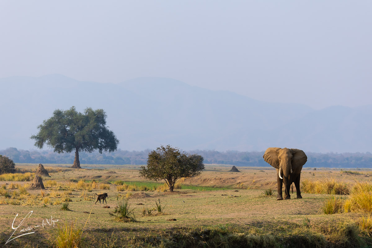 Panthera Photo Safaris - Mana Pools - Elephant