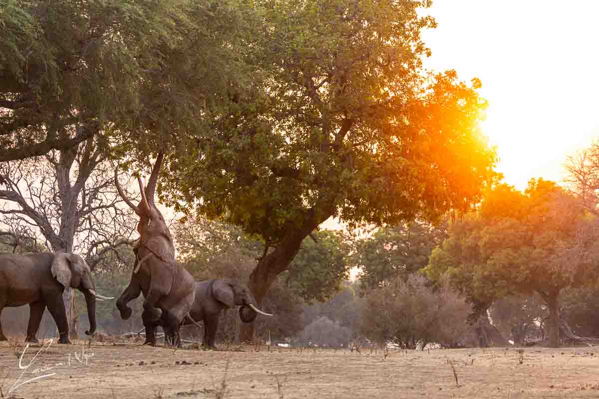 Panthera Photo Safaris - Mana Pools - Elephant