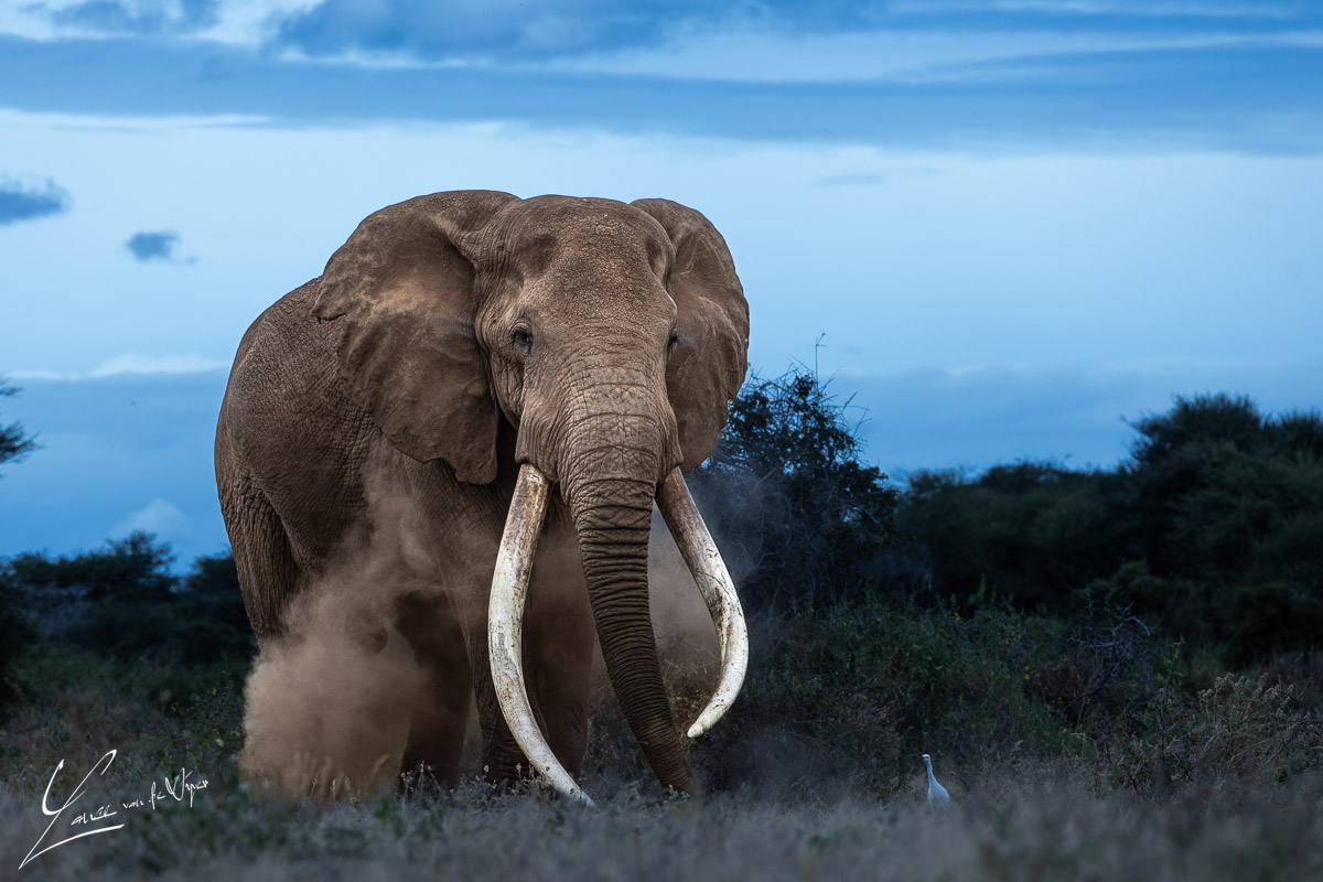 Panthera Photo Safaris - Amboseli - Elephant - Craig