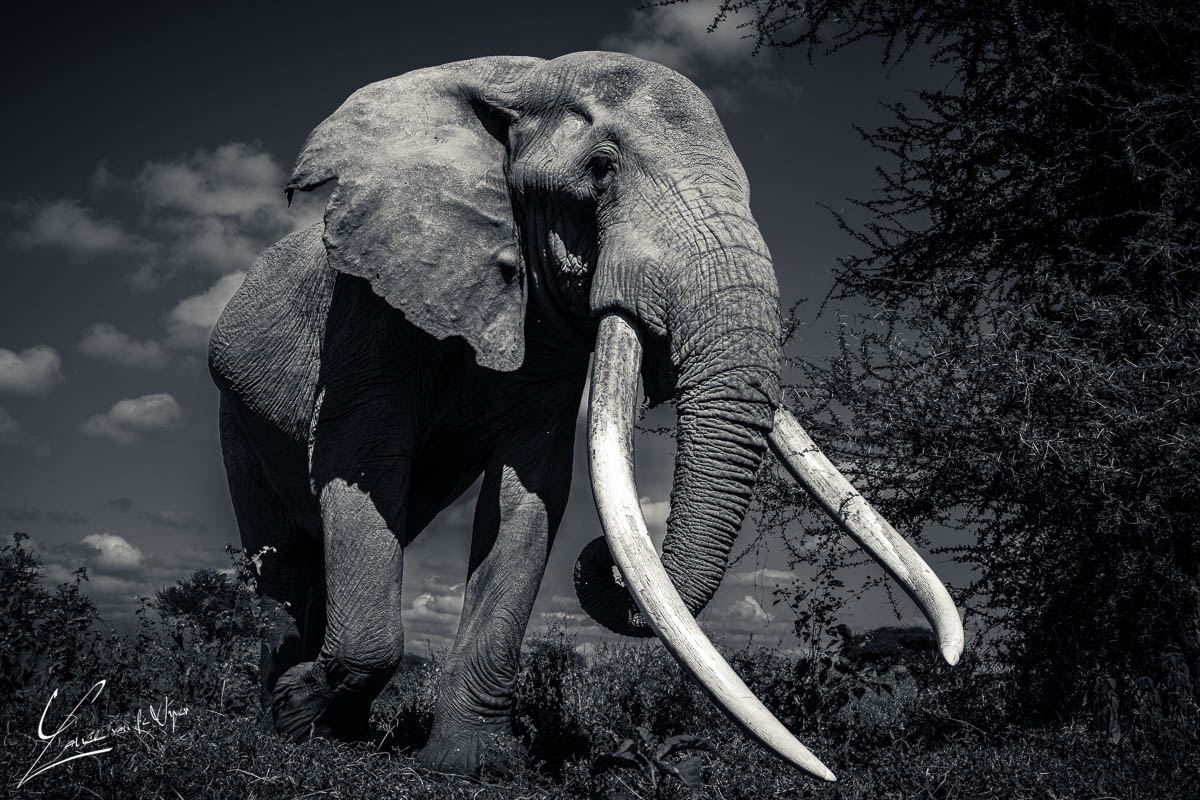 Panthera Photo Safaris - Amboseli - Elephant - Craig