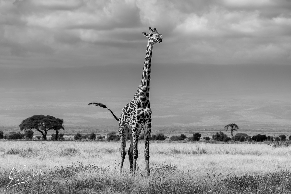 Panthera Photo Safaris - Amboseli - Giraffe