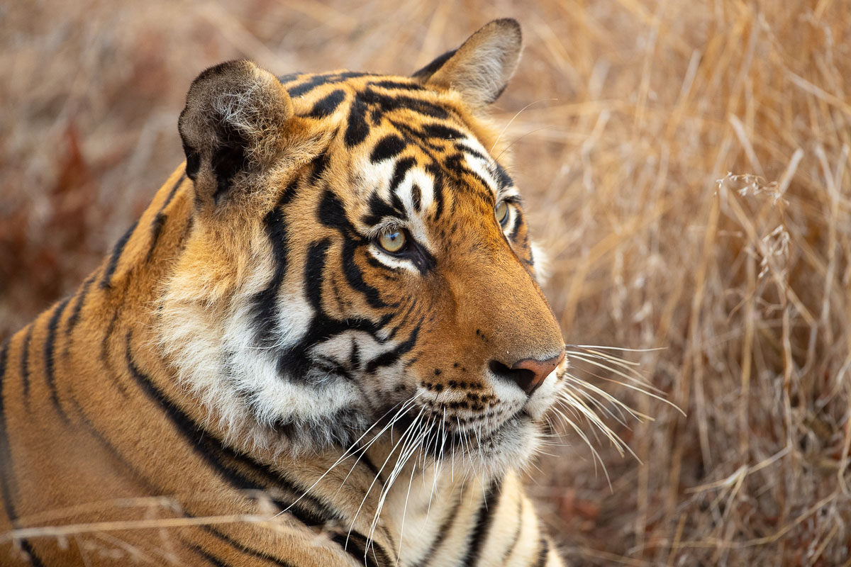 A tiger - Photographed by award-winning Lance van de Vyver from Panthera Photo Safaris.