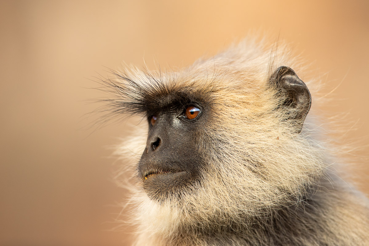 Langur - Photographed by award-winning Lance van de Vyver from Panthera Photo Safaris.