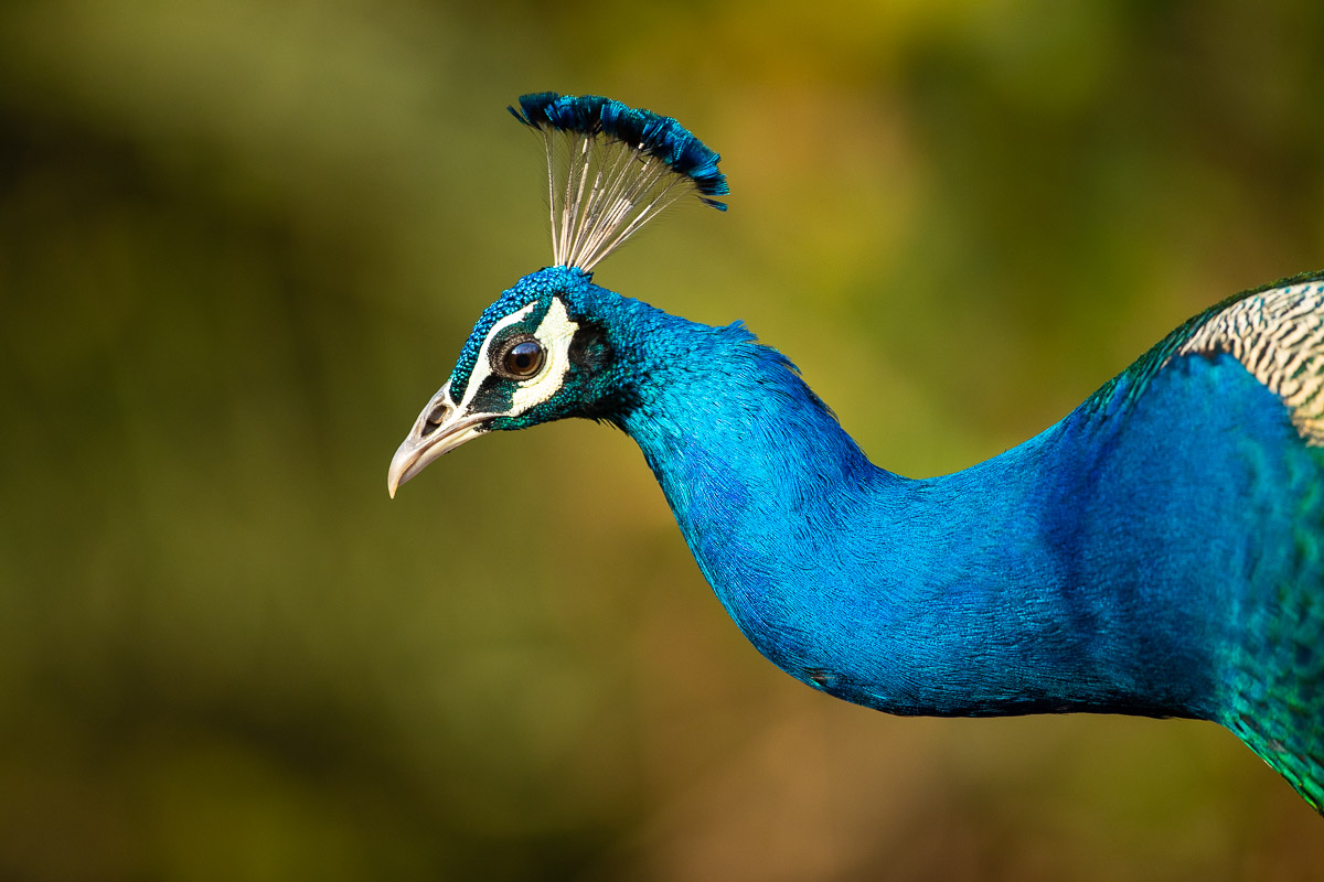 Peacock - Photographed by award-winning Lance van de Vyver from Panthera Photo Safaris.