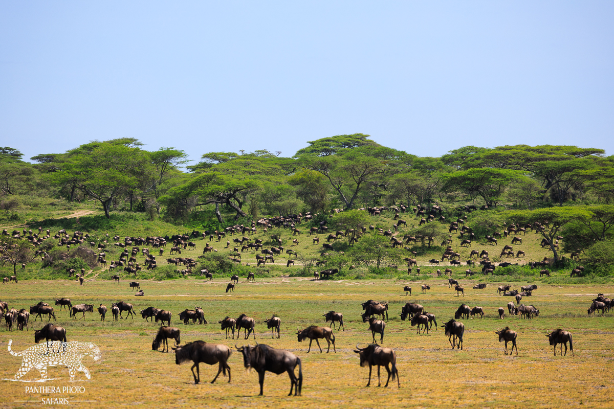 Wildebeest in the Ndutu springs