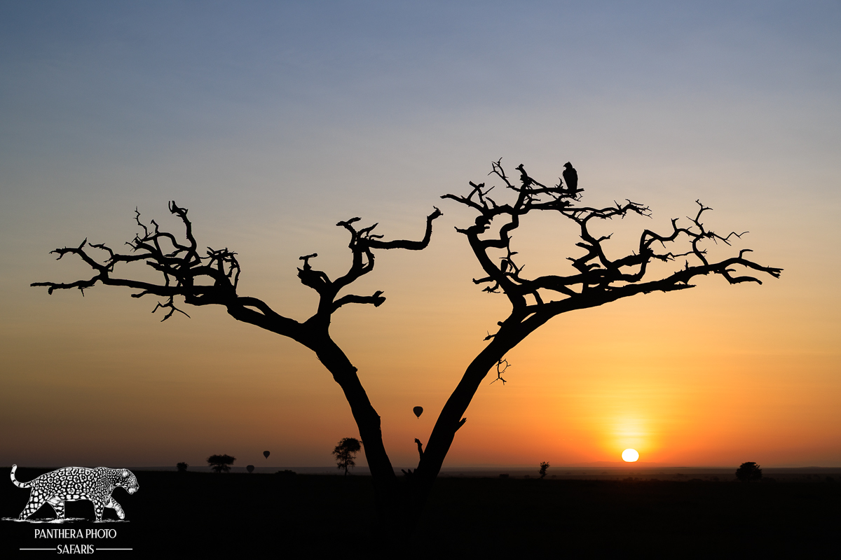 Marshal eagle at sunrise