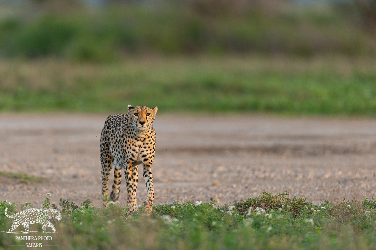 Cheetah spotted at first light
