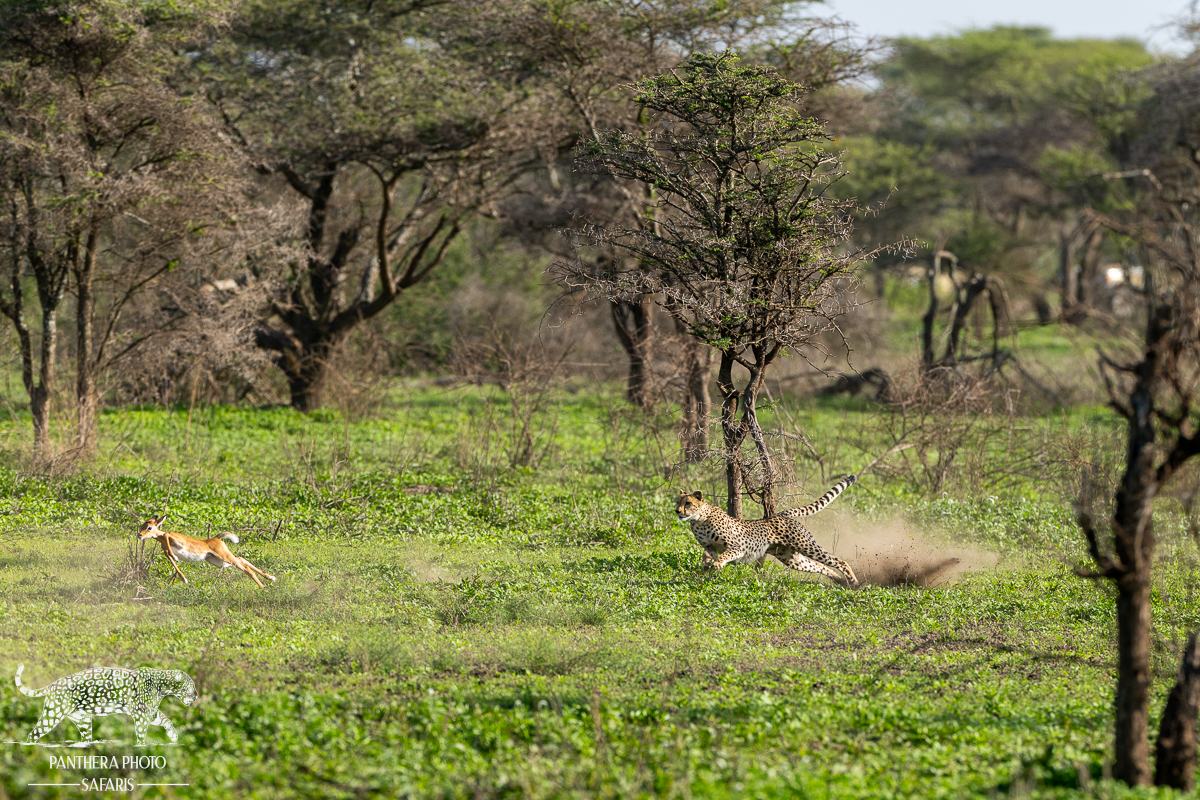 cheetah chase