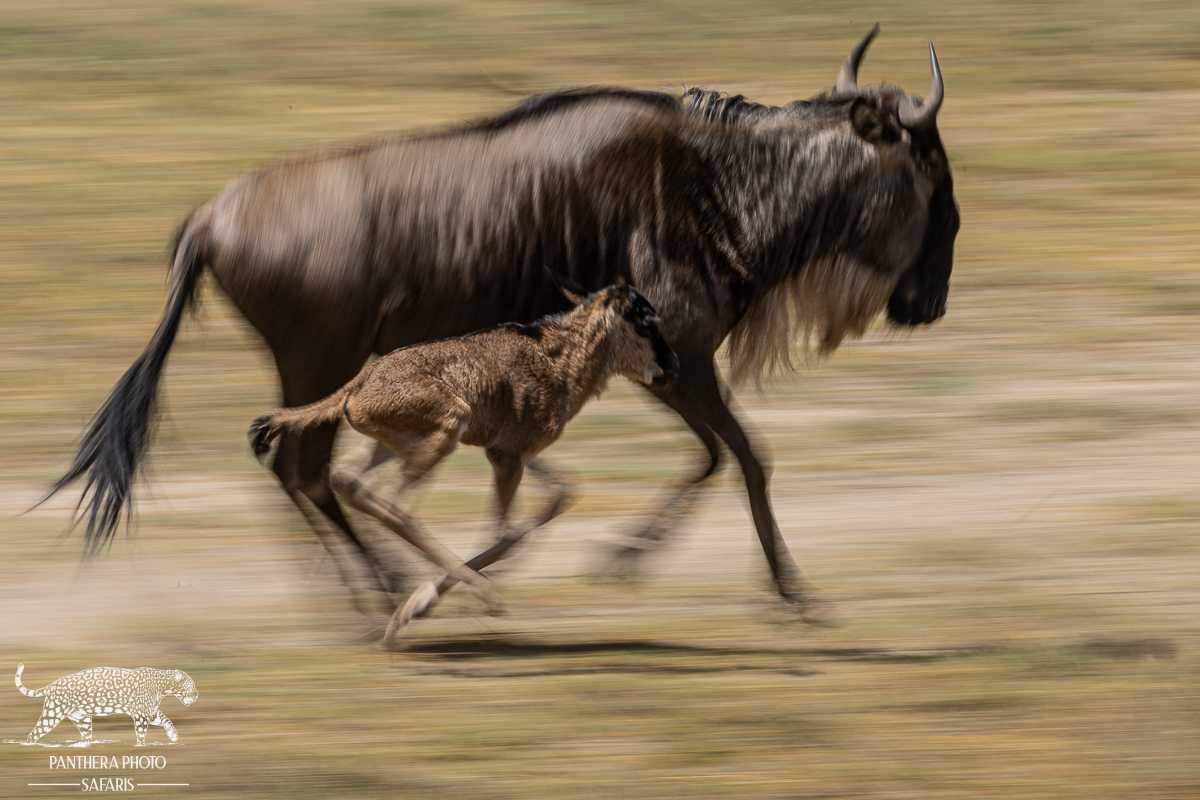 Baby Wildebeest learning to run