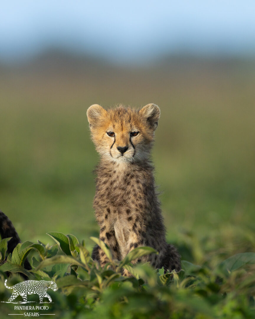 Cheetah cub in Ndutu