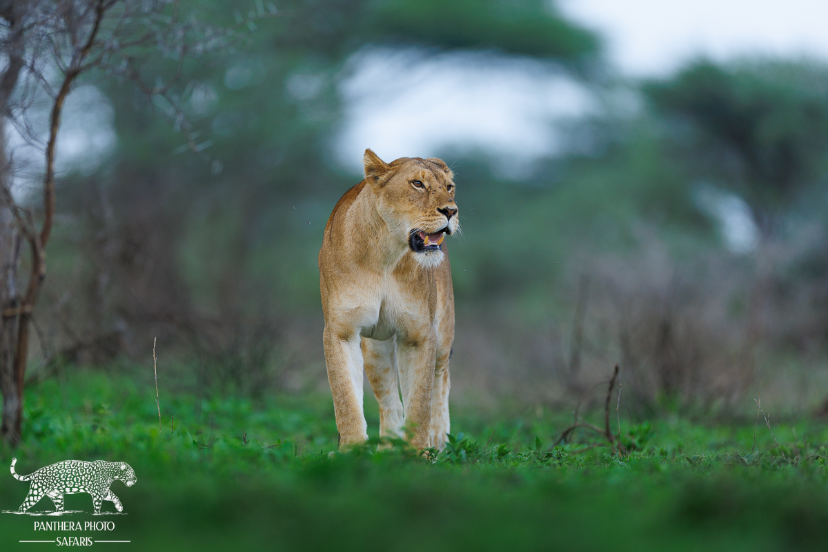 Lioness in Ndutu