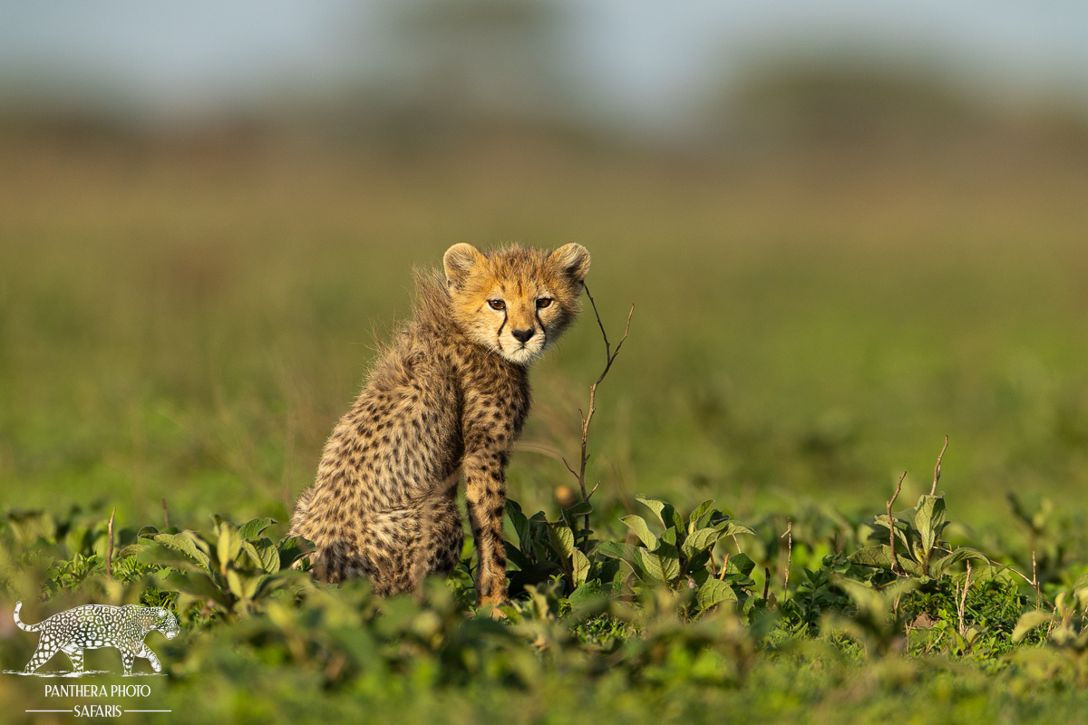 Cheetah cub in Ndutu