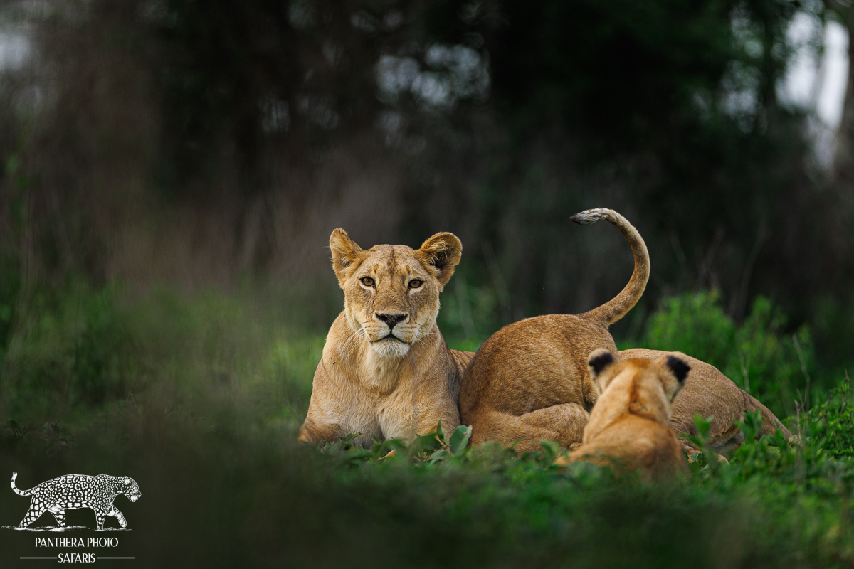 Lioness with cubs