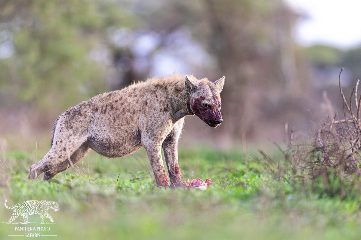 Hyena Feeding