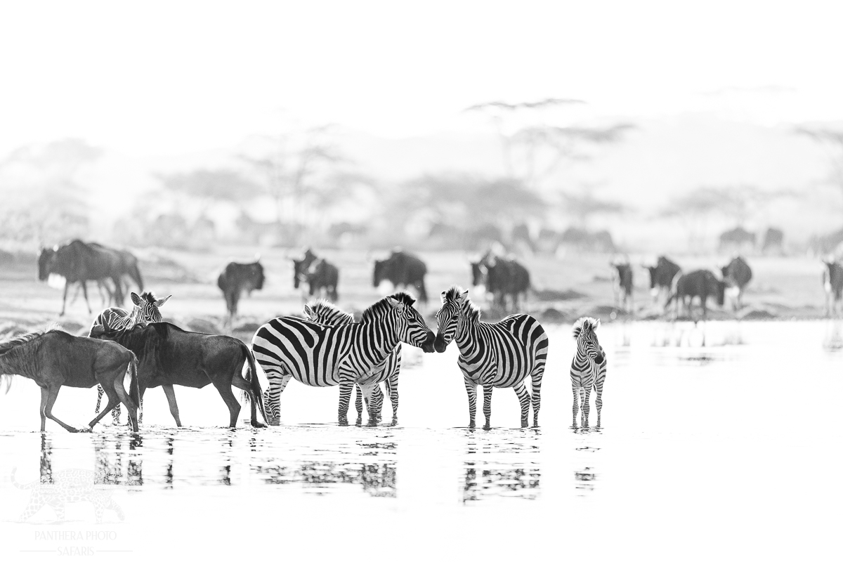 Ndutu springs during the Great Migration