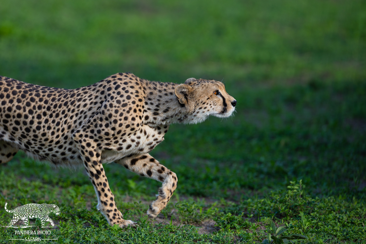 Quince stalking gazelle