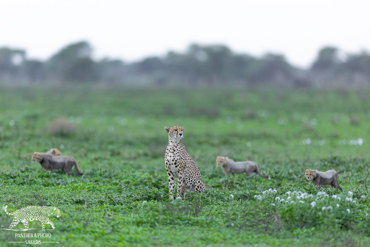 Cheetah (Quince) with cubs in Ndutu