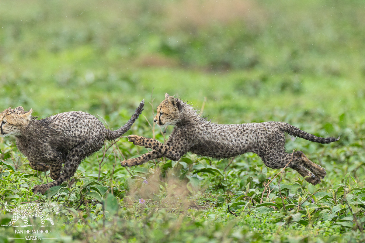 Cheetah cubs playing in the rain in Ndutu