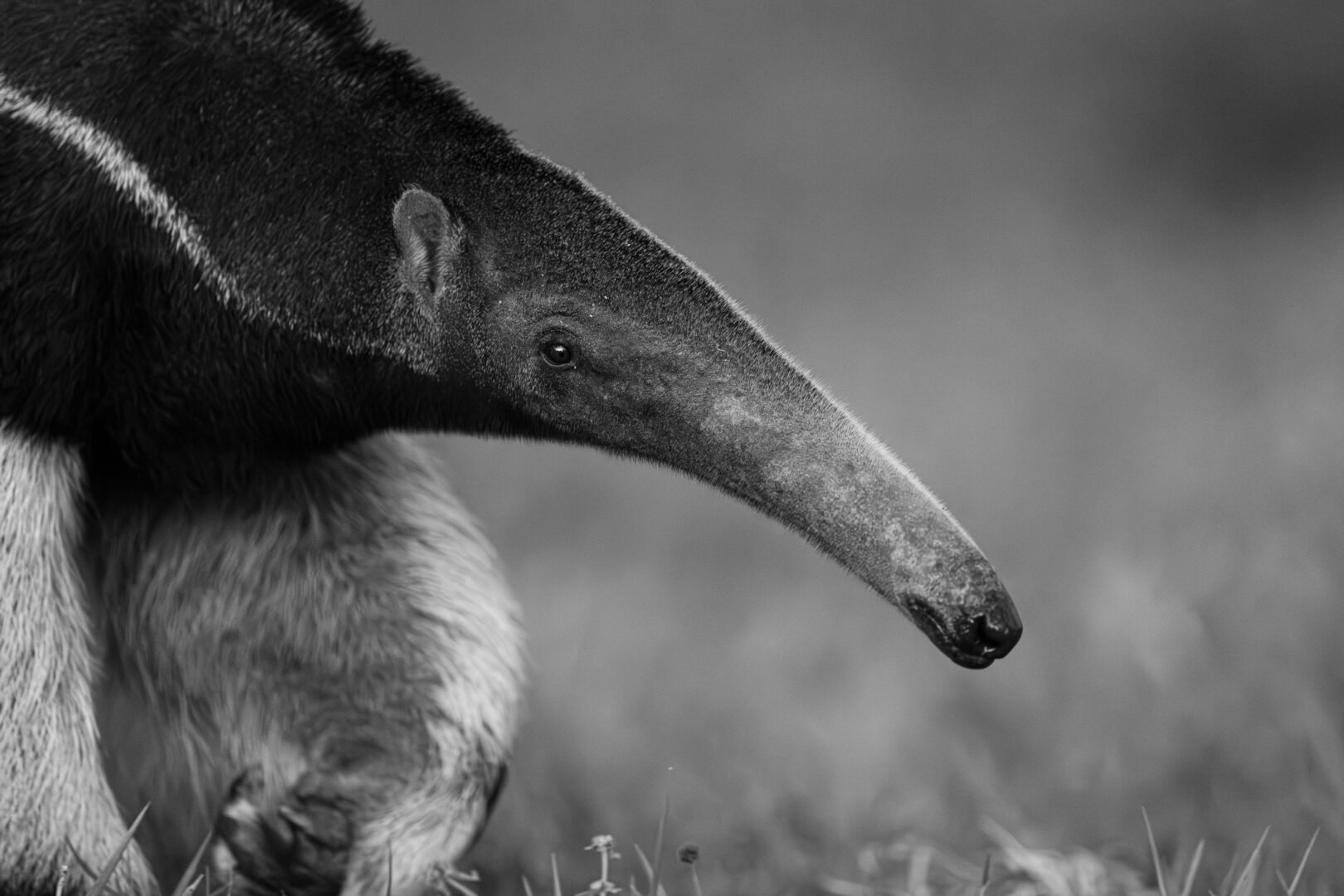 Panthera-photo-safaris-giant-anteater (1 of 1)