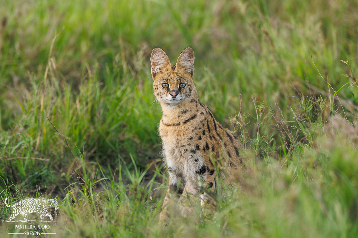 Serval hunting