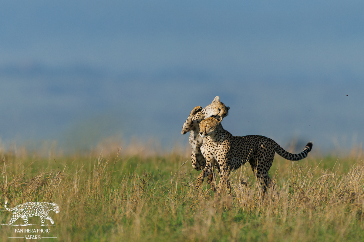 cheetahs playing
