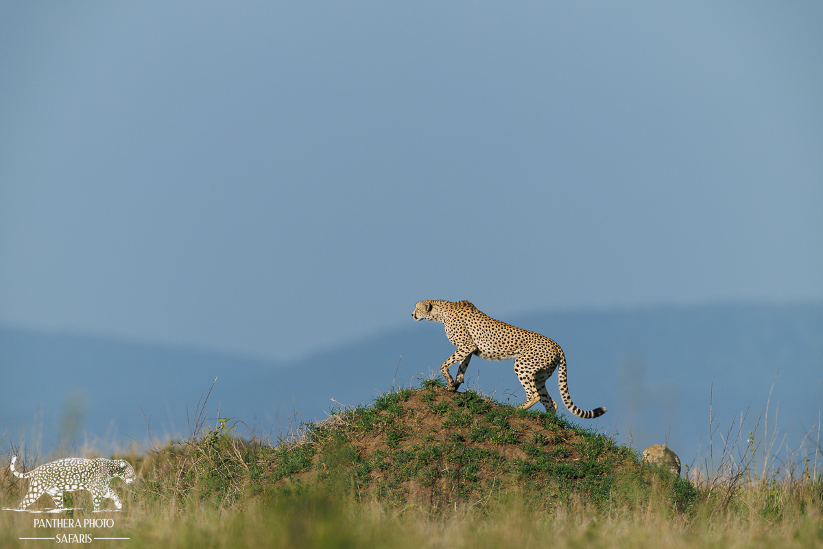 Cheetah on termite mound