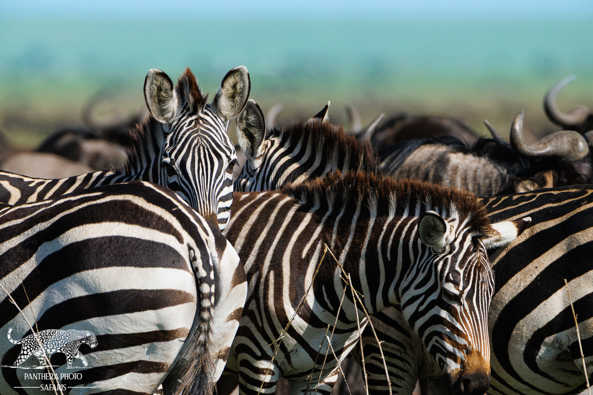 Private photographic safari in Tanzania