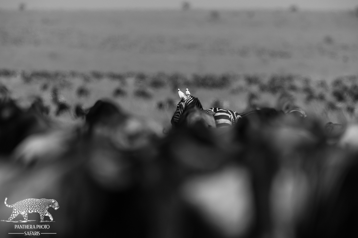 Great Migration herds in Serengeti