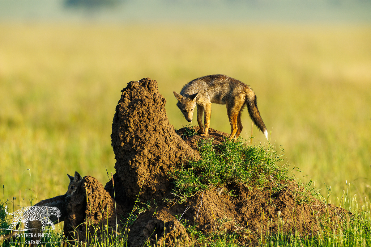 Side-striped jackals