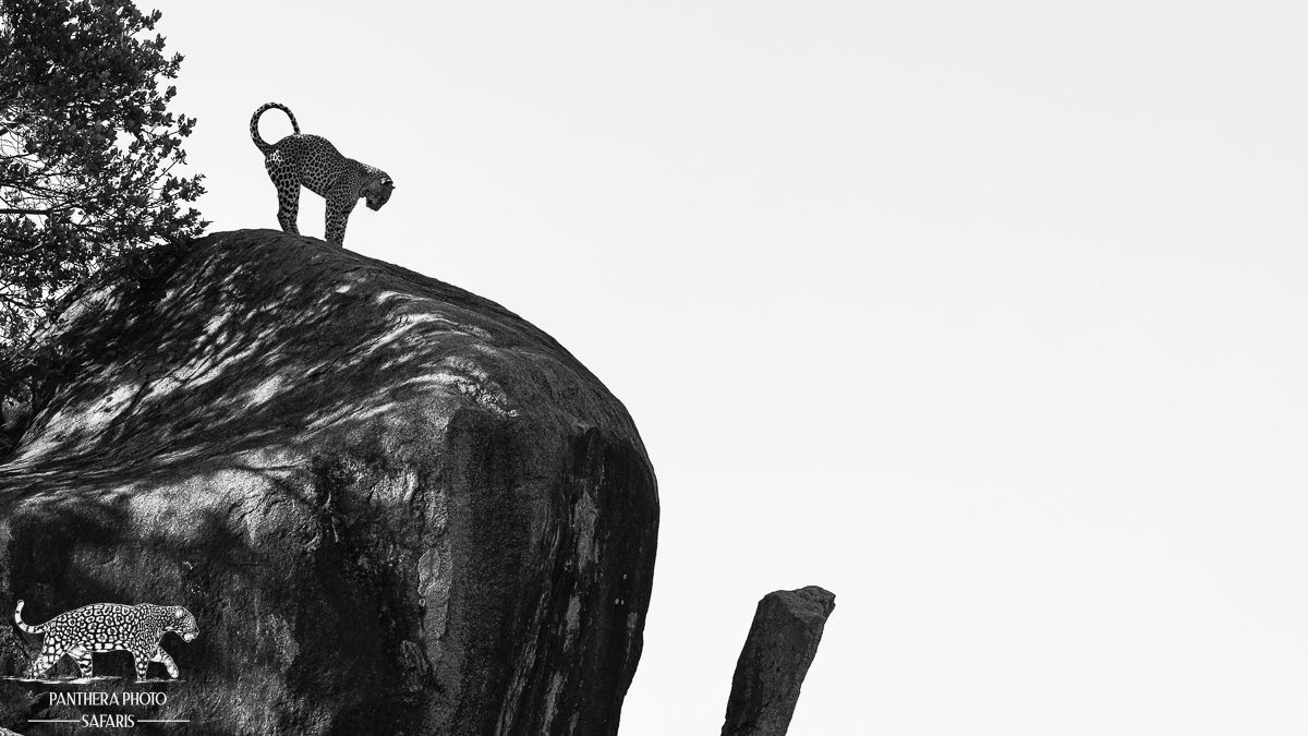 Leopard at Maasai Kopjes