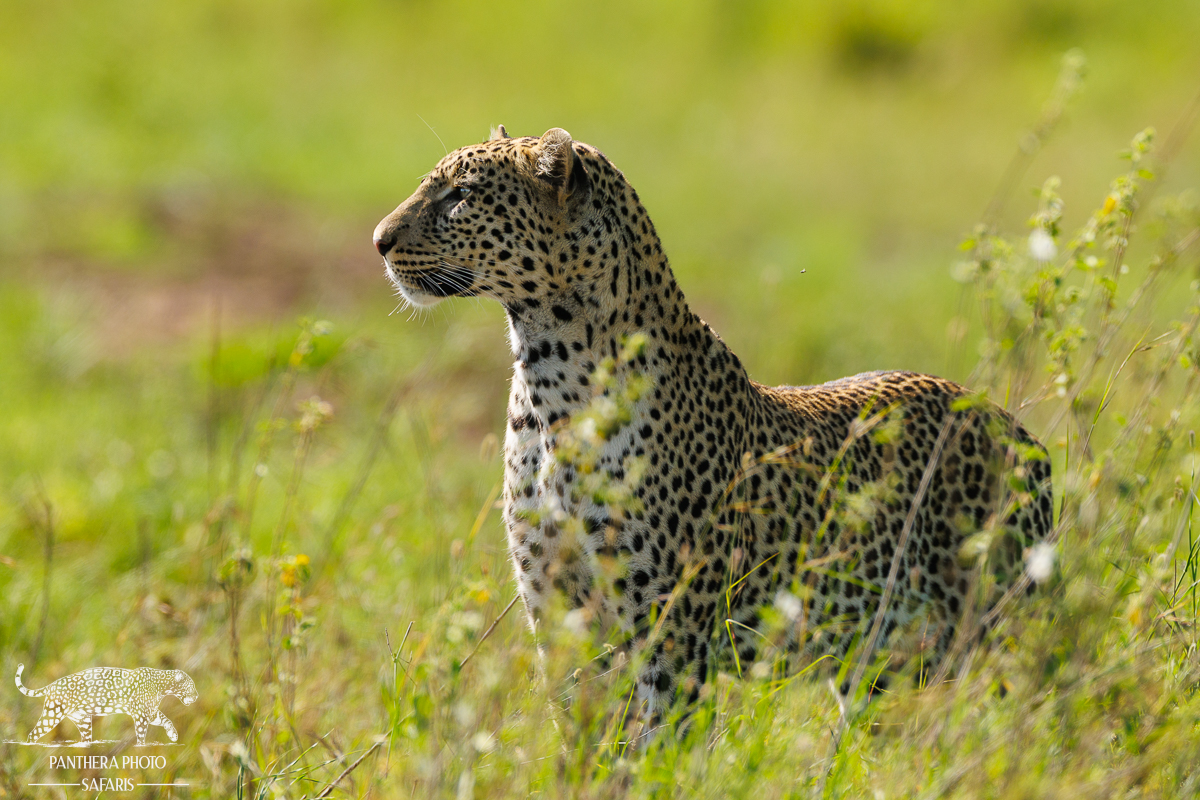 Leopard at Maasai Kopjes