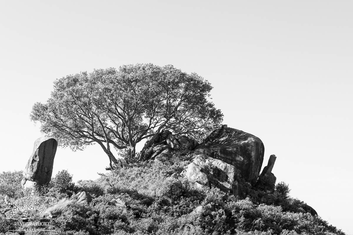 Leopard at Maasai Kopjes
