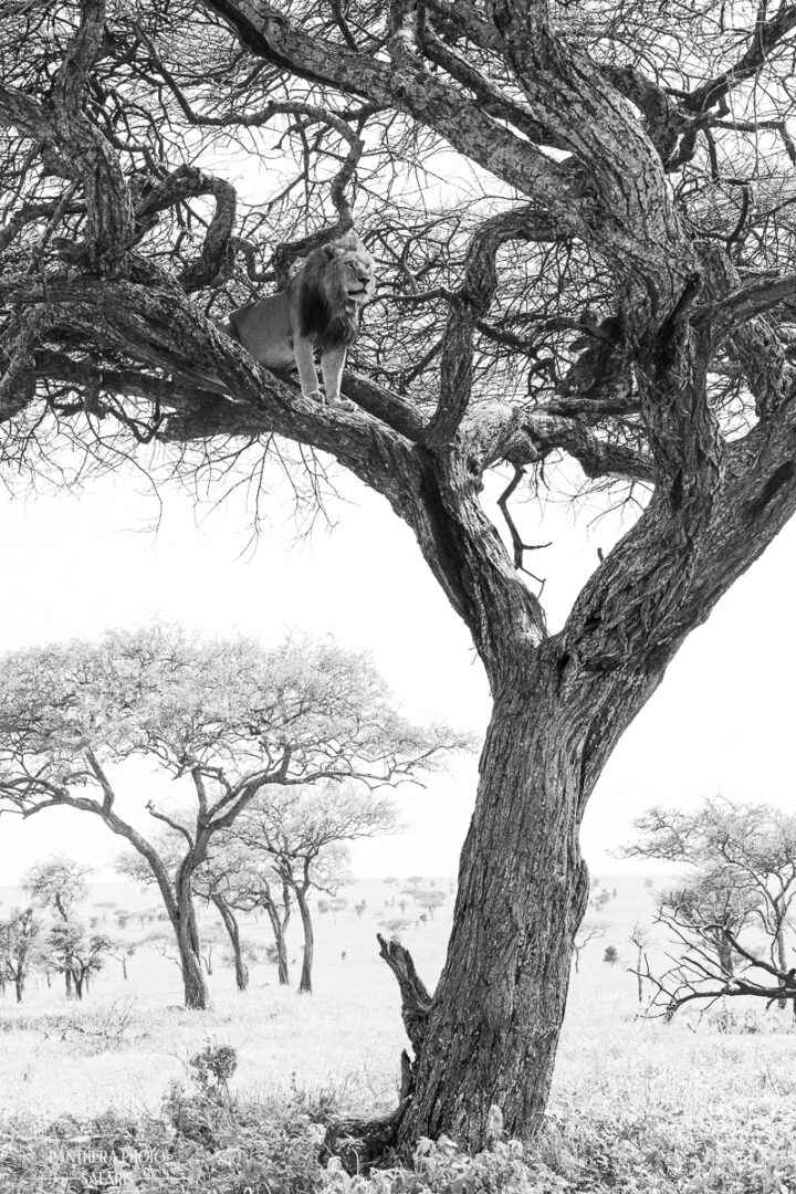 Male lion in tree