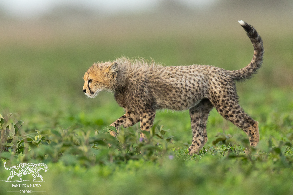 Cheetah cub playing in Ndutu