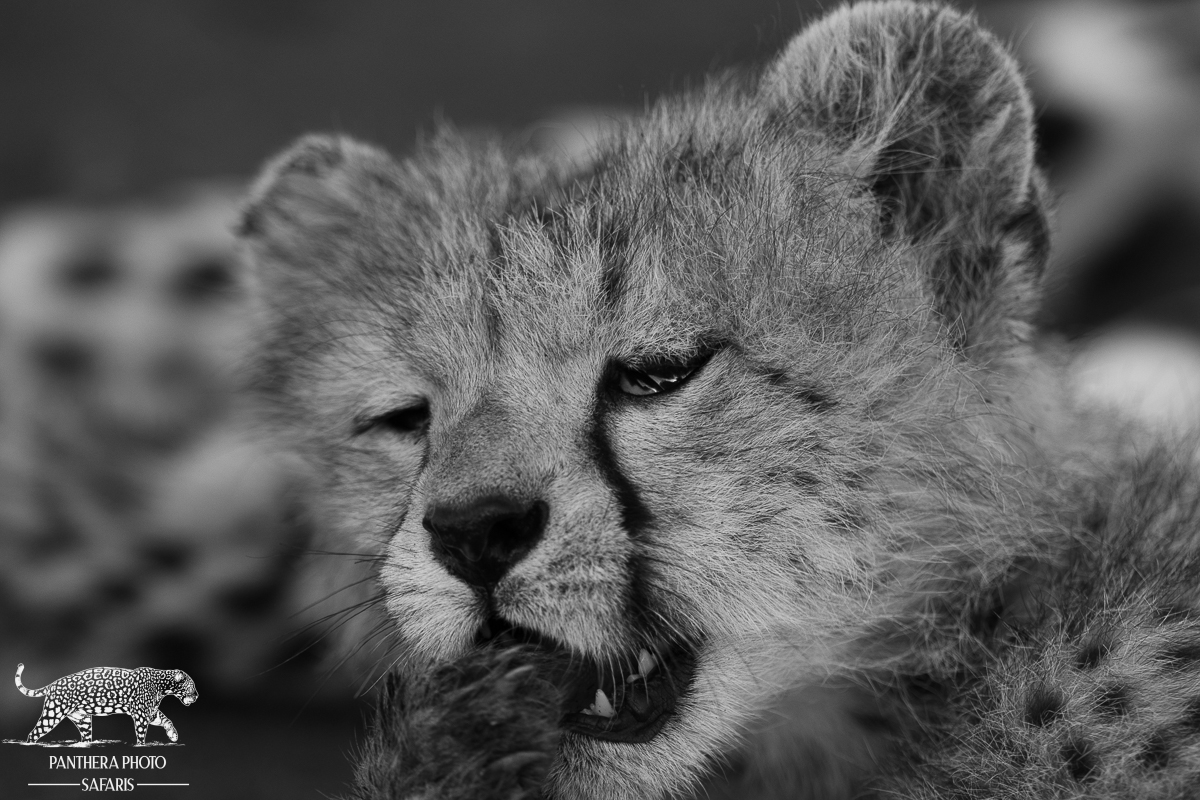 Cheetah cub in Ndutu