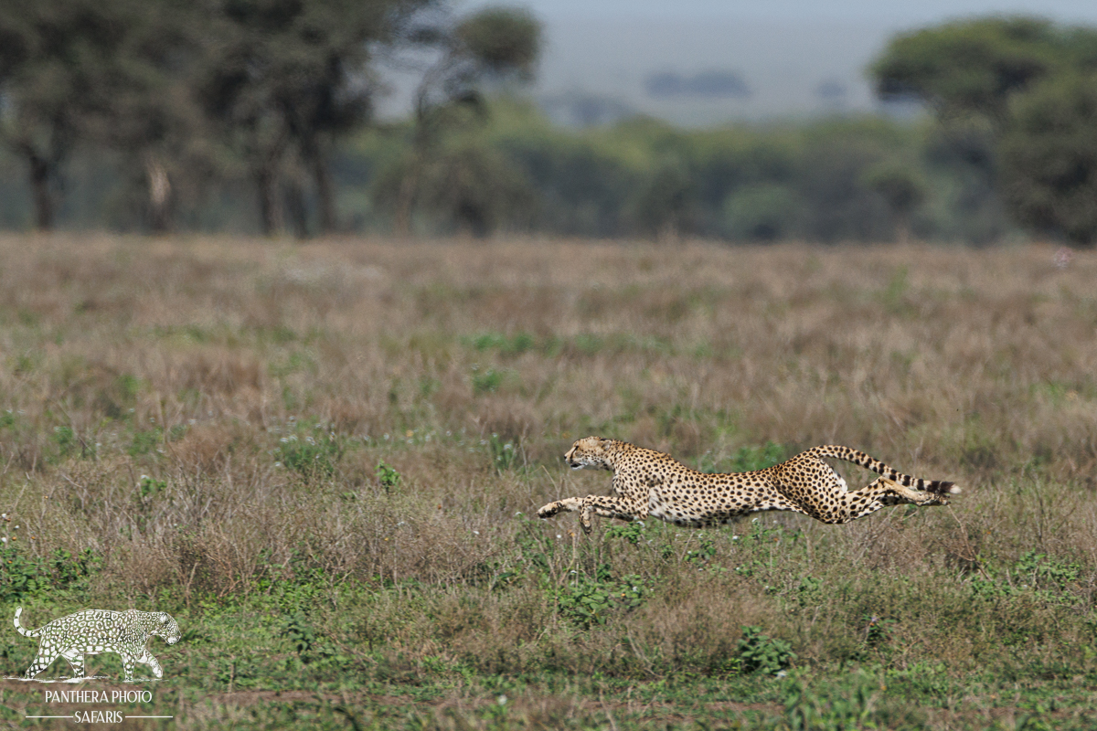 Cheetah hunting in Ndutu