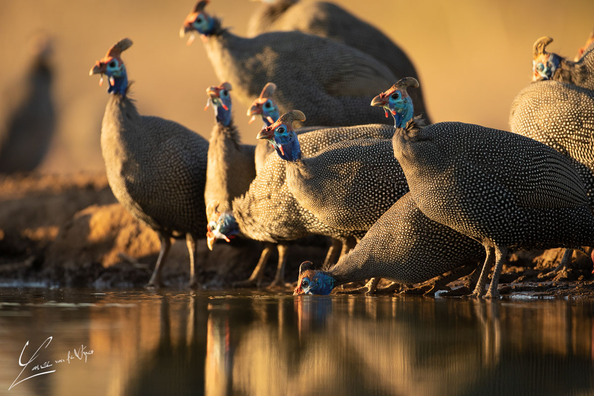 Panthera_photo_safaris_matebole_hide_mashatu-1