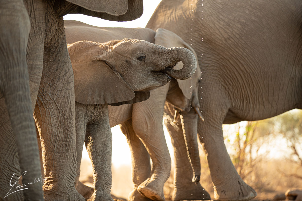 Panthera_photo_safaris_matebole_hide_mashatu-1