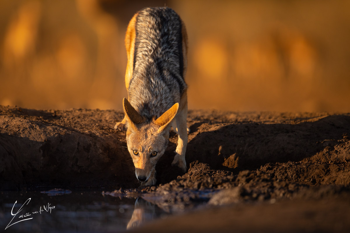 Panthera_photo_safaris_matebole_hide_mashatu-1